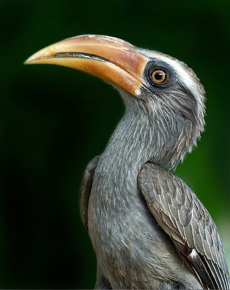 Malabar Grey Hornbill in forest habitat typical of the Western Ghats