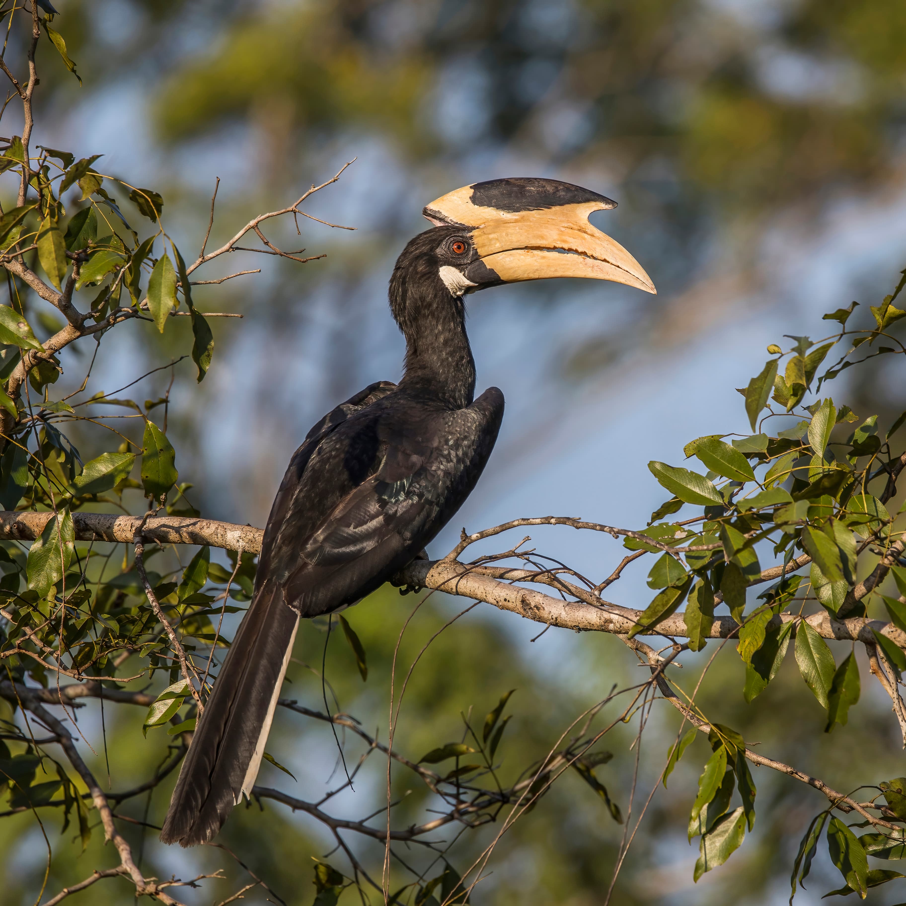 Malabar Pied Hornbill perched in the Western Ghats